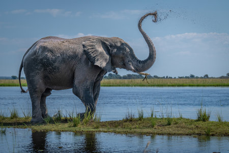 African bush elephant squirts mud over itselfの写真素材