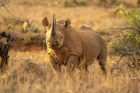 Black rhino stands between bushes facing cameraの写真素材