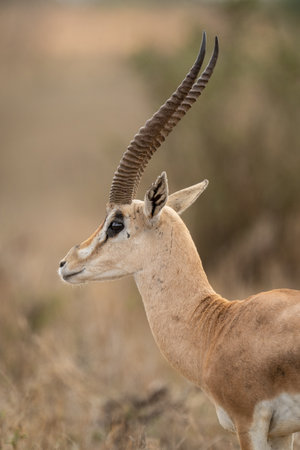 Egyptian goose on dead branch in sunshineの写真素材