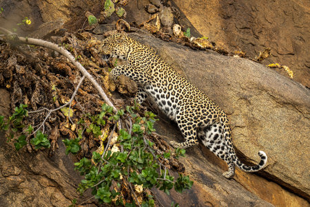 Leopard cub passes mother sitting on rockの写真素材