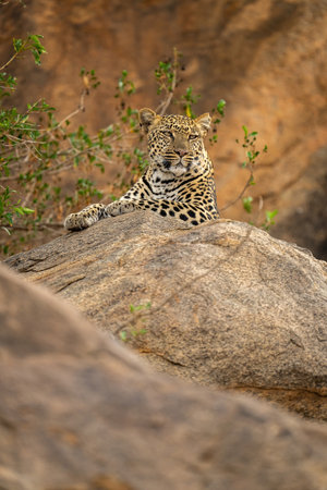 Leopard cub lies on rock beside motherの写真素材