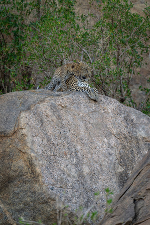 Leopard cub lies on rock beside motherの写真素材