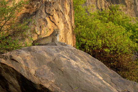 Leopard lies on rocky ledge under branchの写真素材