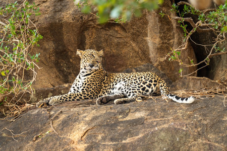 Leopard lies on rocky outcrop licking noseの写真素材