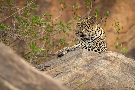 Leopard lies on rocky ledge under branchの写真素材