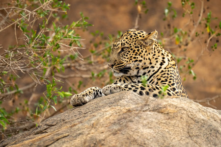 Leopard lying on ledge beside tangled bushの写真素材