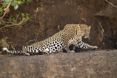 Leopard stands snarling on rock near cub