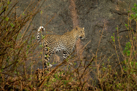 Leopard stands snarling on rock near cub