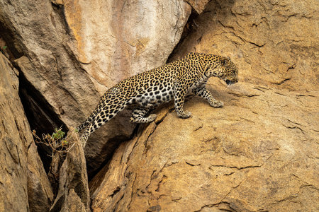 Leopard stands on sloping rock looking back