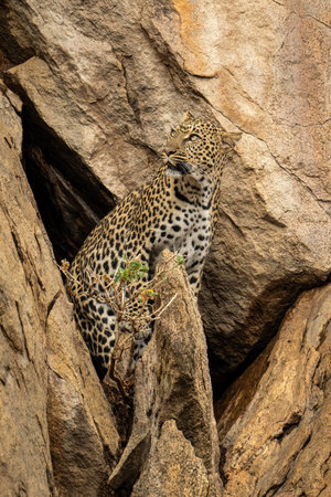 Leopard stands on sloping rock looking back