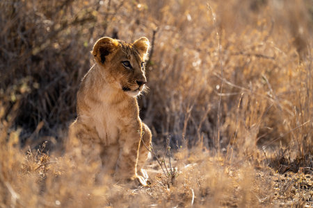 Lion cub sits among bushes turning headの写真素材
