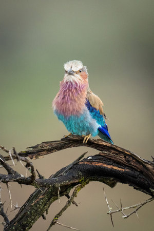 Lilac-breasted roller in thornbush branch facing cameraの写真素材