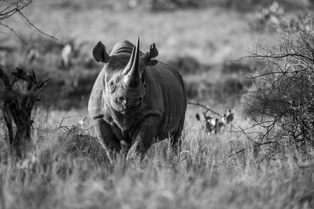 Mono black rhino between bushes facing cameraの写真素材