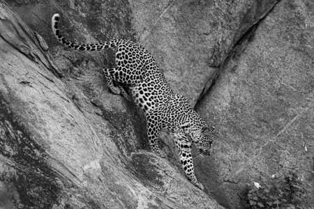 Mono leopard climbs down rock towards bushの写真素材