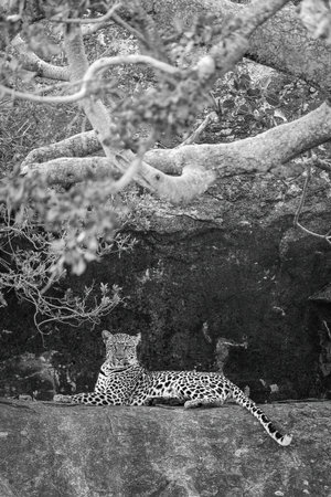 Mono leopard on rocky ledge watching cameraの写真素材