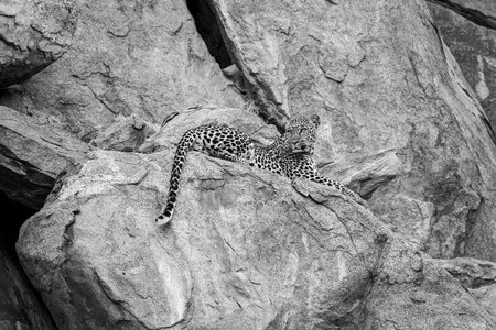 Mono leopard lies looking back on ledgeの写真素材