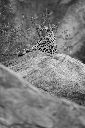 Mono leopard lies on rock watching cameraの写真素材