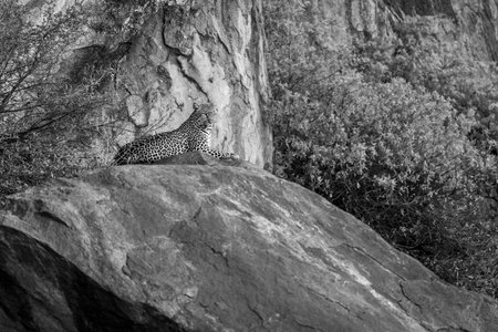 Mono leopard lies on rock between bushesの写真素材