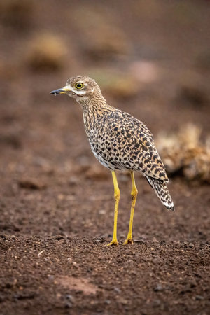 Spotted thick-knee stands on ground facing leftの写真素材