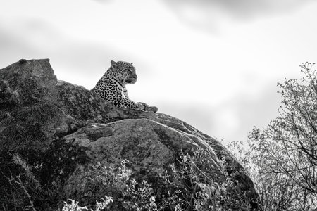 Mono leopard on rocky outcrop above treesの写真素材