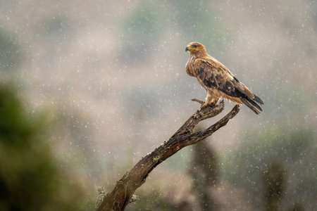 Tawny eagle on dead branch in rainの写真素材