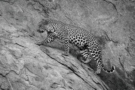 Mono leopard walks up steep rock faceの写真素材