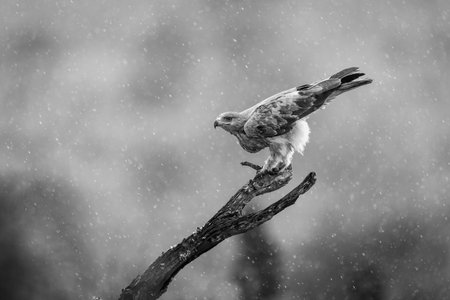 Mono tawny eagle on branch in rainの写真素材