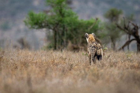 Spotted hyena stands scanning savannah towards treesの写真素材