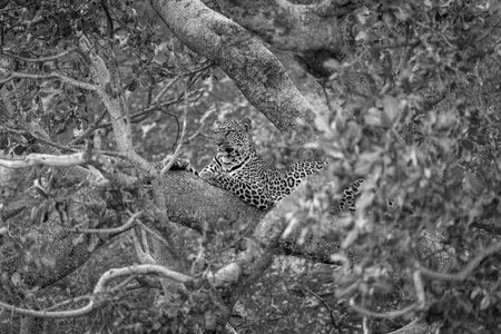 Mono leopard on branch surrounded by foliageの写真素材