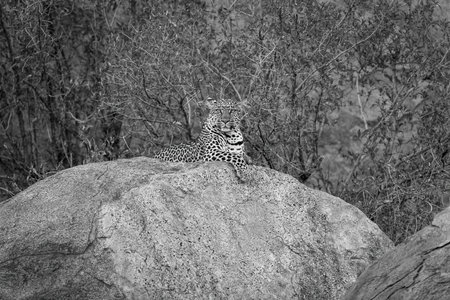 Mono leopard on rock with bushes behindの写真素材