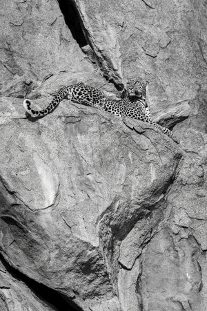 Mono leopard on rocky ledge looking upの写真素材