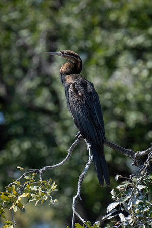 African darter on leafy branch eyeing camera