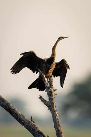 African darter dries wings on dead branchの写真素材