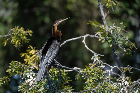 African darter with catchlight on leafy branchの写真素材