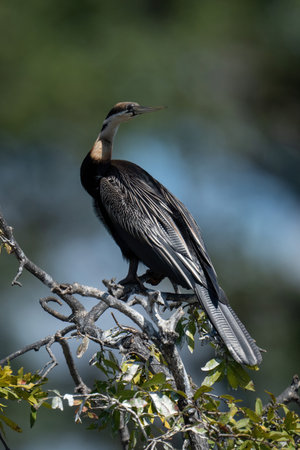 African darter on leafy branch turning headの写真素材