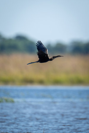 African darter flies above river in sunshine