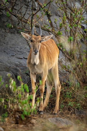Young male common eland stands in bushesの写真素材