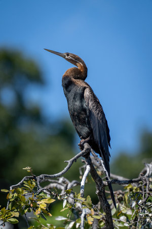 African darter on leafy branch lifting beakの写真素材