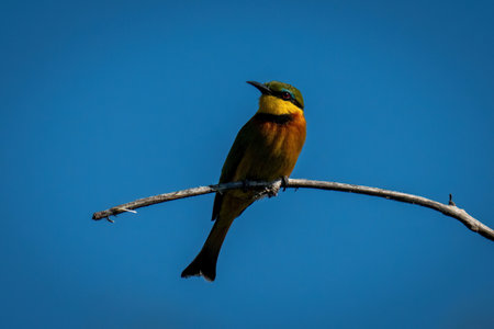 Little bee-eater on dead branch turning headの写真素材