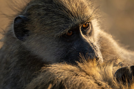 Close-up of chacma baboon with catchlight groomingの写真素材