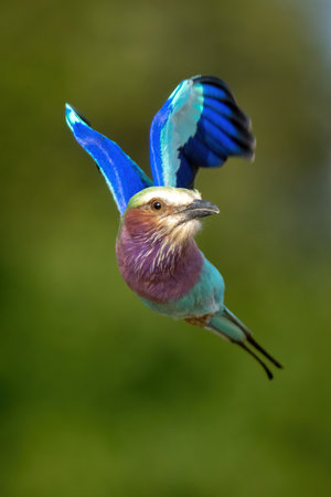 Lilac-breasted roller flies towards camera turning headの写真素材