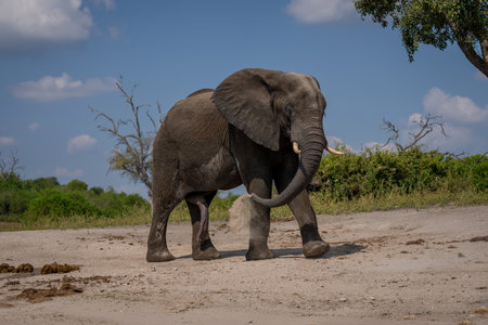 African elephant walks squirting sand over bodyの写真素材