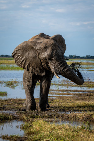 African elephant stands squirting mud over flankの写真素材
