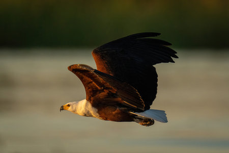 African fish eagle flies in evening light