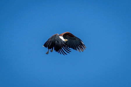 African fish eagle flying under blue sky