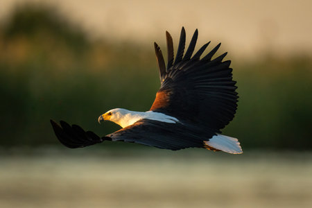 African fish eagle glides low over water