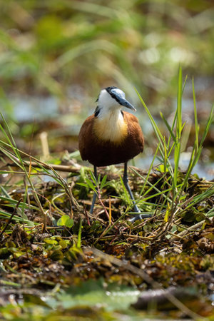 African jacana turns head in backlit grassの写真素材
