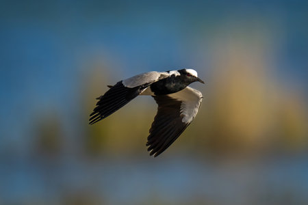Blacksmith lapwing flies over river in sunshine