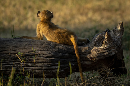 Chacma baboon lies on log facing away