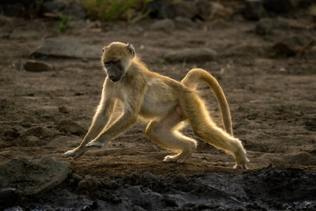 Chacma baboon runs past mud lifting paws